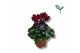 Cyclamen pers. kleinbloemig garden Wijnrood 