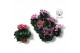 Cyclamen pers. super serie compact fuji Mixtray - Garden 