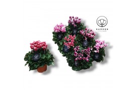 Cyclamen pers. super serie compact fuji Mixtray - Garden