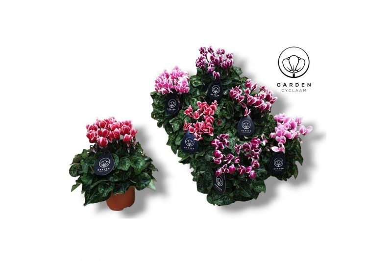 Cyclamen pers. super serie compact fuji Mixtray - Garden 