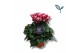 Cyclamen pers. super serie compact fuji Mixtray - Garden 