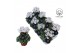 Cyclamen pers. kleinbloemig garden Donatello Wit 