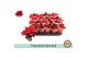 Euphorbia pul. christmas feelings red + Hoes 
