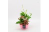 Arrangementen kamerplanten BACR-2507RZ Basic fundamentals 3 pp