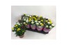 Chrysanthemum ind. stream pink/yellow/white Fusion
