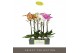 Phalaenopsis mix Optistar - Hollywood mix - 2 tak - 50cm 