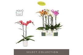 Phalaenopsis mix Optistar - Hollywood mix - 2 tak - 50cm - Molise Whit