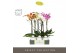 Phalaenopsis mix Optistar - Hollywood mix - 2 tak - 50cm - Molise Whit 