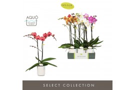 Phalaenopsis mix Optistar - Hollywood mix - 2 tak - 60cm - Molise Whit