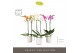 Phalaenopsis mix Optistar - Hollywood mix - 2 tak - 60cm - Molise Whit 