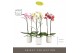 Phalaenopsis mix Optistar - Hollywood mix - 2 tak - 60cm - Molise Whit 