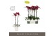Phalaenopsis rood Optistar - Montpellier - 2 tak - Molise White Aquo 