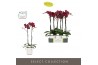 Phalaenopsis rood Optistar - Montpellier - 2 tak - Molise White Aquo