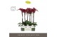 Phalaenopsis rood Optistar - Montpellier - 2 tak - Molise White Aquo 