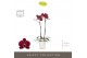 Phalaenopsis rood Optistar - Montpellier - 2 tak - Molise White Aquo 