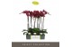 Phalaenopsis rood Optistar - Montpellier - 2 tak 