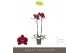Phalaenopsis rood Optistar - Montpellier - 2 tak 