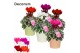Cyclamen pers. super serie picasso Mix - Juliette keramiek 
