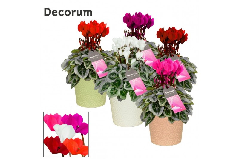 Cyclamen pers. super serie picasso Mix - Juliette keramiek Cyclamen pers. super serie picasso Mix - Juliette keramiek