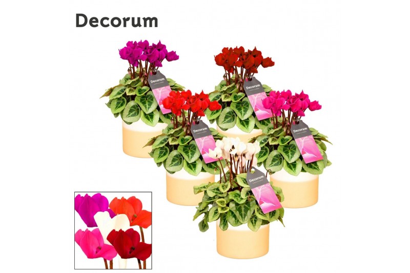 Cyclamen pers. super serie picasso Mix - Rosy keramiek Cyclamen pers. super serie picasso Mix - Rosy keramiek