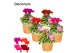 Cyclamen pers. super serie picasso Mix - Zeegrasmand 