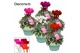 Cyclamen pers. super serie picasso Mix - Valerie mand 