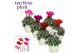 Cyclamen pers. super serie picasso Mix - Ivy keramiek 
