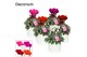 Cyclamen pers. super serie picasso Mix - Jade keramiek 
