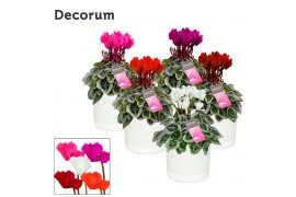 Cyclamen pers. super serie picasso Mix - Jade keramiek