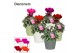 Cyclamen pers. super serie picasso Mix - Ruby keramiek 