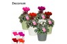Cyclamen pers. super serie picasso Mix - Ruby keramiek
