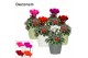 Cyclamen pers. super serie picasso Mix - Ruby keramiek 