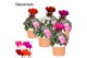 Cyclamen pers. super serie picasso Mix - Terracotta 