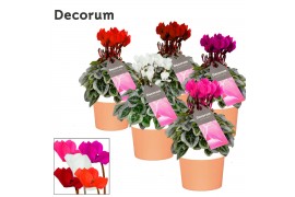 Cyclamen pers. super serie picasso Mix - Terracotta