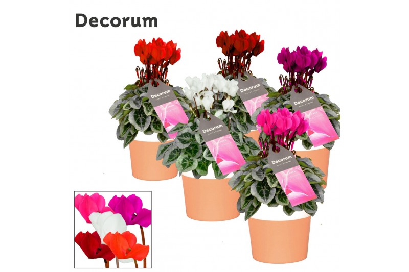 Cyclamen pers. super serie picasso Mix - Terracotta Cyclamen pers. super serie picasso Mix - Terracotta
