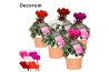 Cyclamen pers. super serie picasso Mix - Terracotta