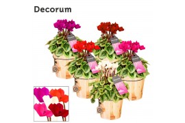 Cyclamen pers. super serie picasso Mix - Wooden pot