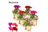 Cyclamen pers. super serie picasso Mix - Wooden pot