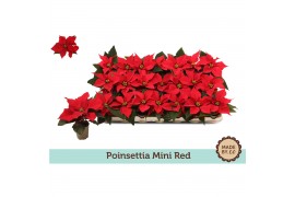 Euphorbia pul. christmas feelings red Zonder Hoes