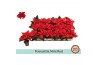 Euphorbia pul. christmas feelings red Zonder Hoes