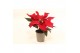 Euphorbia pul. christmas feelings red Zonder Hoes 