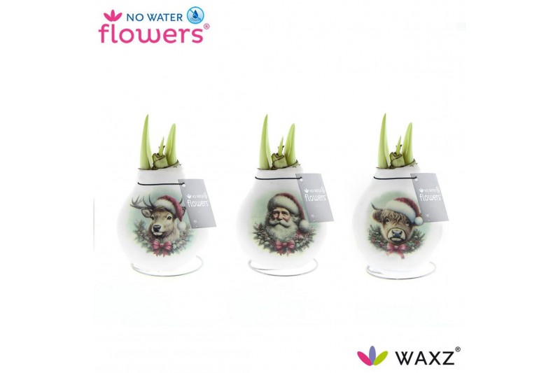 Hippeastrum gewaxt No Water Flowers® Craftz - Santa & Friends 2 tak/pl 