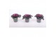 Brassica oleracea gekruld rood 