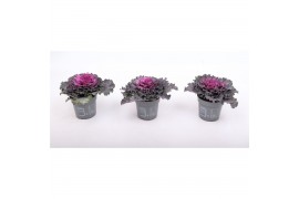 Brassica oleracea gekruld rood