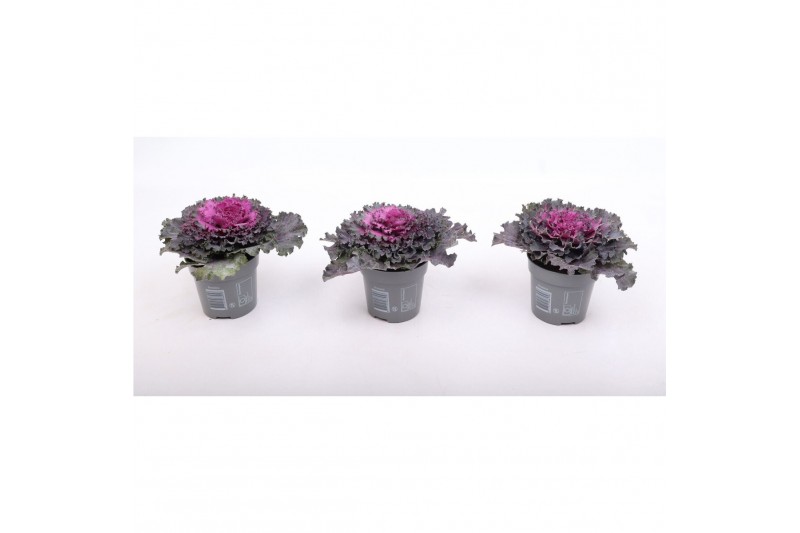 Brassica oleracea gekruld rood 