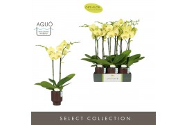 Phalaenopsis anthura ferrara Optistar - Ferrara - 2 tak - Emilia Brown