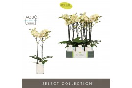 Phalaenopsis geel Optistar - Shakira - 2 tak - Molise White Aquo