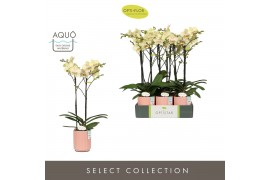 Phalaenopsis geel Optistar - Shakira - 2 tak - Molise Salmon Aquo