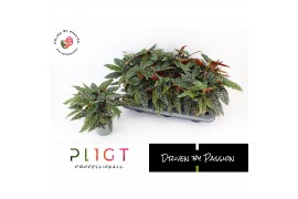 Begonia maculata Spotlight Green Maculata Spotlight Green P14 Botanic 