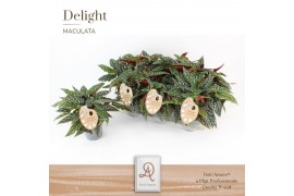 Begonia maculata Spotlight Green Maculata Spotlight Green P14 DolcAmor